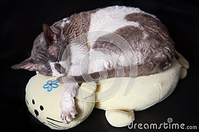 Cat cornish rex speeping on pillow Stock Photo