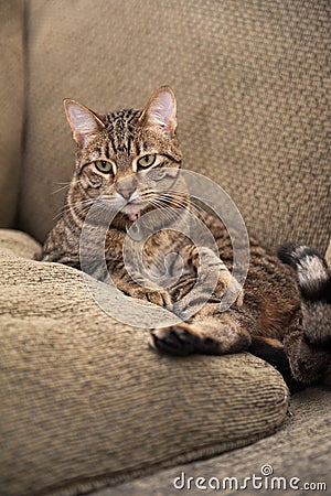 Cat on the couch Stock Photo