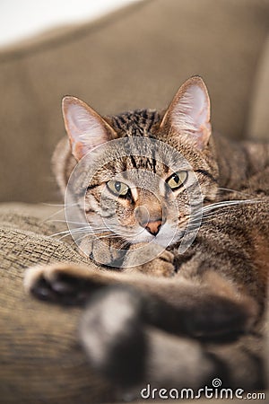 Cat on the couch Stock Photo