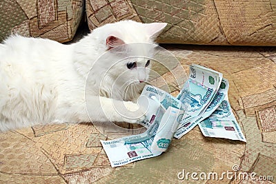 Cat count money Stock Photo