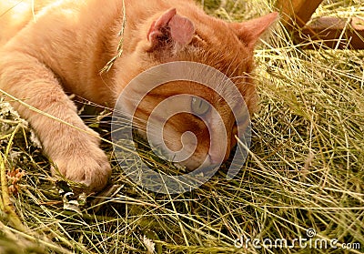 Cat in the countryside Stock Photo