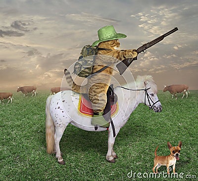 Cat cowboy with a rifle on the ranch Stock Photo