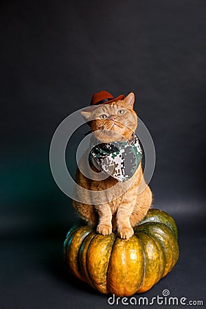 Cat cowboy sitting on big pumpkin on black background. Halloween cat costume Stock Photo