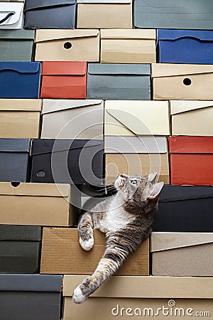 Cat crawled into a pile of stacked shoe boxes, calmly lies pulling paws and curiously looks up with copy space Stock Photo