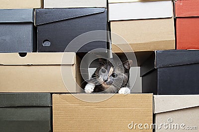 Cat crawled into a pile of stacked shoe boxes and playfully looks Stock Photo