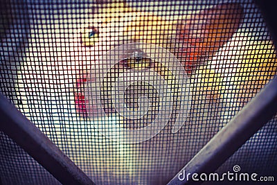 CAT WITH CUTE EXPRESSION looking through wire mesh Stock Photo