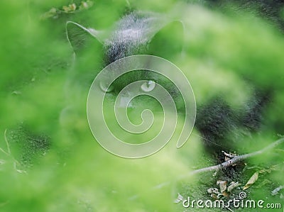 Cat cute hiding at the green background Stock Photo