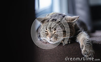 Cat Cute little Cat sleeping on sofa at my home cat perfect dream Stock Photo