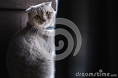 Cat Cute little Cat sleeping on sofa at my home cat perfect dream Stock Photo