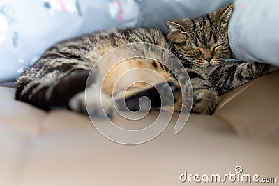 Cat cute sleeps bed relax pet small sleep at home kitten cat funny Stock Photo