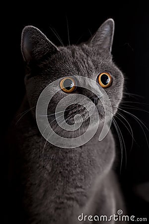 Cat with dark yellow eyes Stock Photo