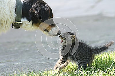 Cat and dog Stock Photo