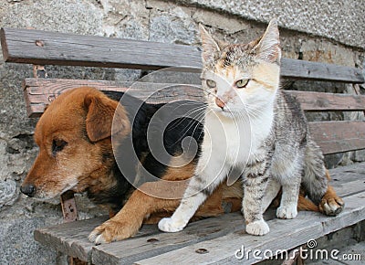 Cat and dog Stock Photo