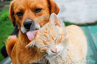 Cat and Dog Stock Photo