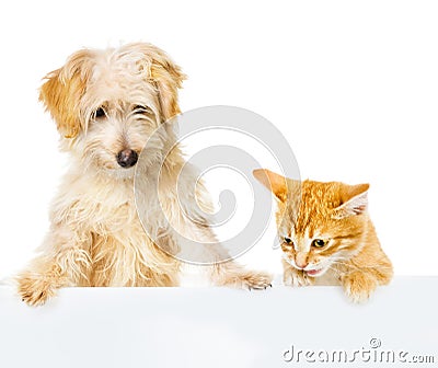 Cat and Dog above white banner. looking down. Stock Photo