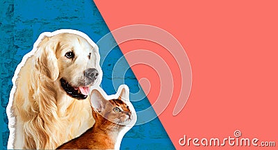 Cat and dog, abyssinian kitten , golden retriever looks at right in front of bright brick wall. Cartoon zine retro style Stock Photo