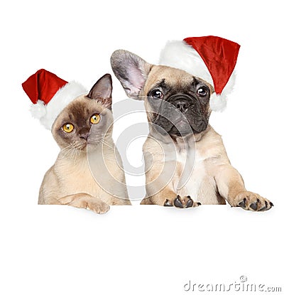 Cat and dog in Christmas hat Stock Photo