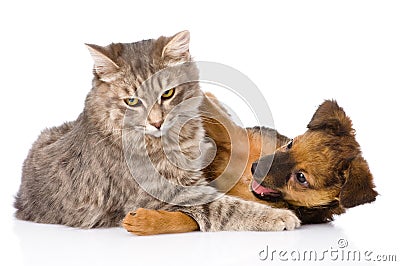 Cat and dog fights. isolated on white background Stock Photo