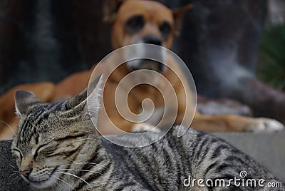 Cat and dog friendship forever Stock Photo