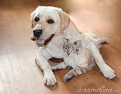 Cat and dog are great friends Stock Photo