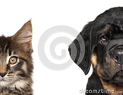 Cat and dog, half of muzzle Stock Photo