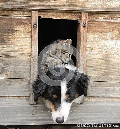 Cat and dog at home Stock Photo