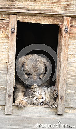 Cat and dog at home Stock Photo