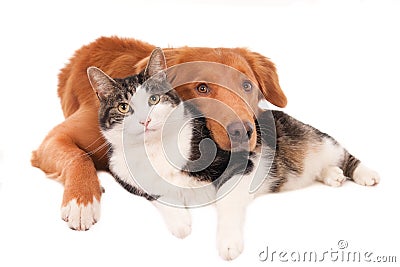 Cat and dog in an intimate pose, isolated on white Stock Photo