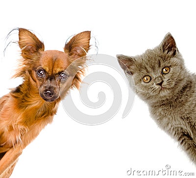 Cat and dog look out. isolated on white background Stock Photo