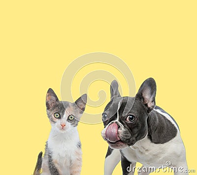 Cat and dog looking at camera and licking nose Stock Photo