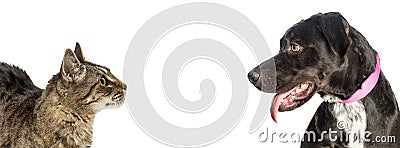 Cat and Dog Looking at Each Other Web Banner Stock Photo