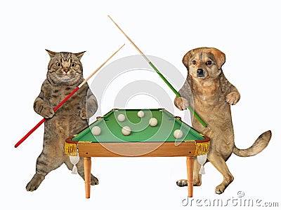 Cat with dog play billiards Stock Photo