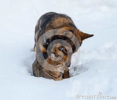 Cat and dog playing together on the snow Stock Photo