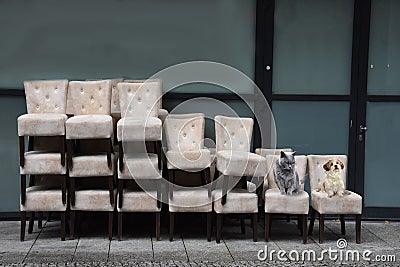 Cat and dog relaxing on stacked chairs Stock Photo