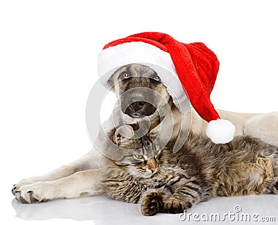 Cat and Dog with Santa Claus hat. Stock Photo