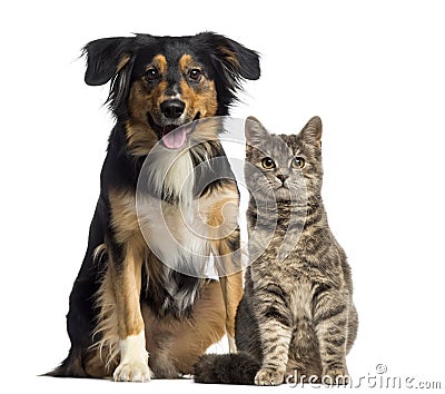 Cat and dog sitting together Stock Photo