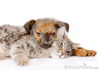 Cat and dog sleeping. isolated on white background Stock Photo