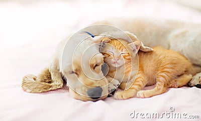 Cat and dog sleeping. Puppy and kitten sleep Stock Photo