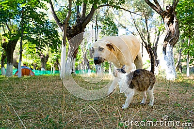 Cat and dog spend time together in a campsite Stock Photo