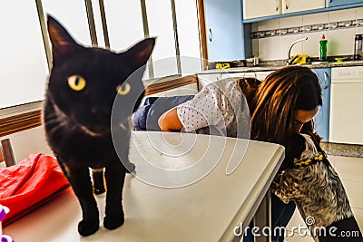 Cats and Dogs in the kitchen Editorial Stock Photo