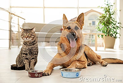 Cat and dog together with feeding bowls on floor. Funny friends Stock Photo