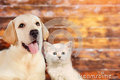 Cat and dog together, neva masquerade kitten, golden retriever looks at right on wooden blurry background with copy Stock Photo