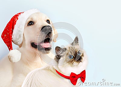 Cat and dog together, neva masquerade kitten, golden retriever looks at right. Puppy with christmas hat and bow. New year mood Stock Photo