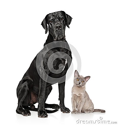 Cat and dog together on white background Stock Photo