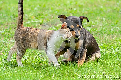 Cat and dog are touching their heads. Beautiful animal friendship Stock Photo