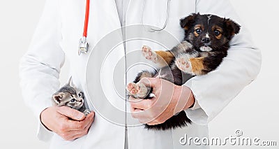 Cat and dog in Vet doctor hands. Doctor veterinarian keeps kitten in pocket and puppy in hand in white coat with stethoscope. Baby Stock Photo