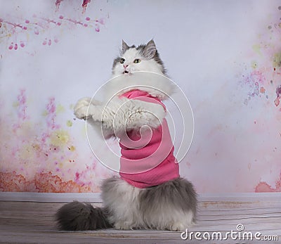 Cat doing yoga exercises Stock Photo