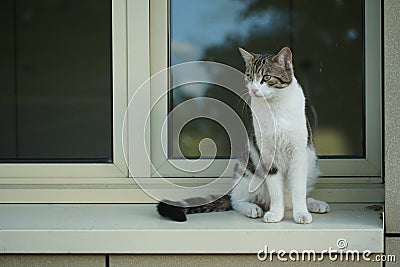 The cat, domestic species of small carnivorous mammal. Stock Photo