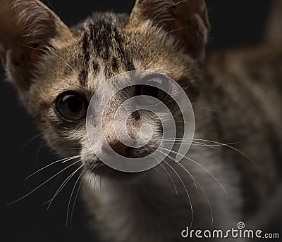 Cat domesticated for pet but still environmentally disastrous to native animals Stock Photo