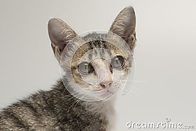 Cat domesticated for pet but still environmentally disastrous to native animals Stock Photo